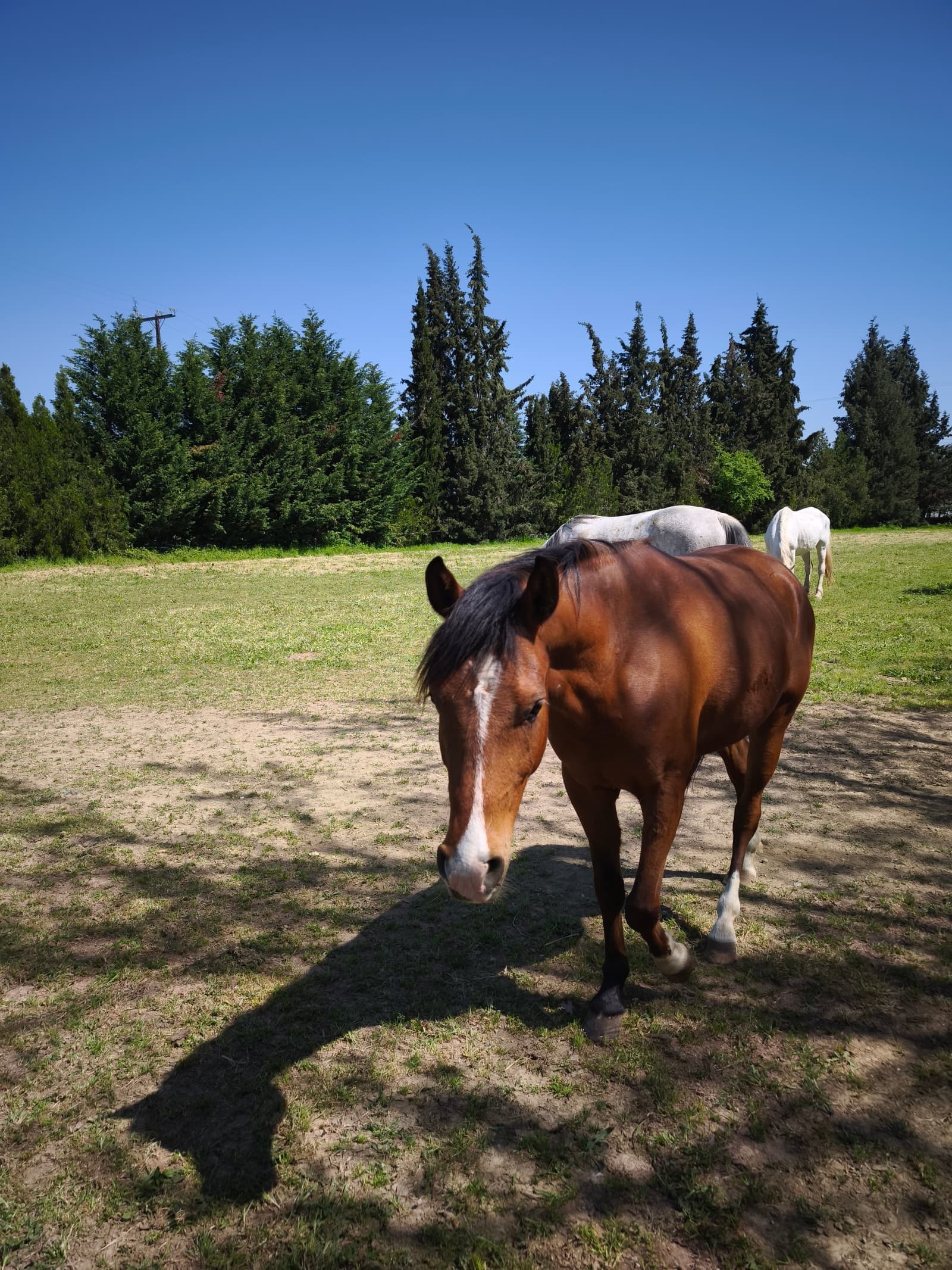 Horse in peaceful natural setting